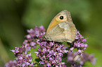 meadow brown butterfly