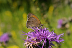 meadow brown butterfly