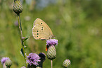 meadow brown butterfly