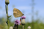 meadow brown butterfly