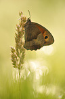 meadow brown butterfly