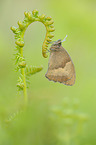 meadow brown butterfly