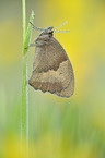 meadow brown butterfly