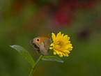 Meadow Brown Butterfly