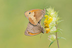 meadow brown butterflies