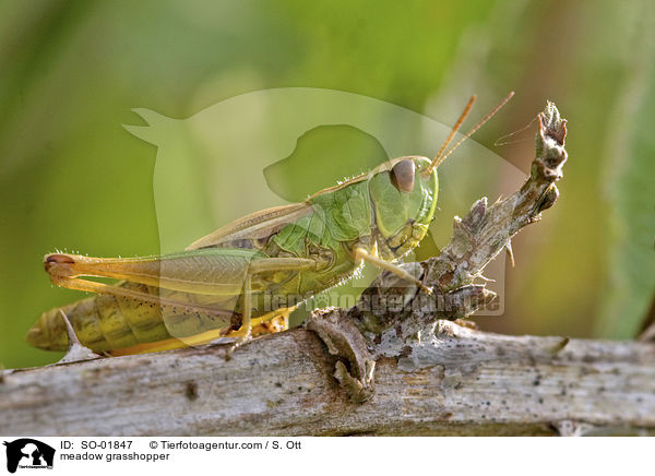 meadow grasshopper / SO-01847