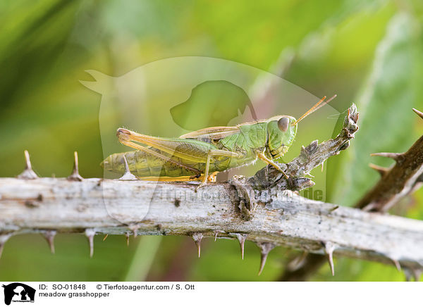 Gemeiner Grashpfer / meadow grasshopper / SO-01848