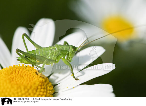 meadow grasshopper / HJ-02280