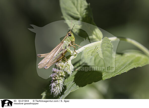 Gemeiner Grashpfer / meadow grasshopper / SI-01944