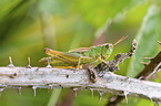 meadow grasshopper