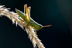 meadow grasshopper