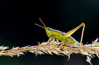 meadow grasshopper