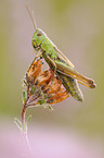 grasshopper