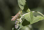 meadow grasshopper