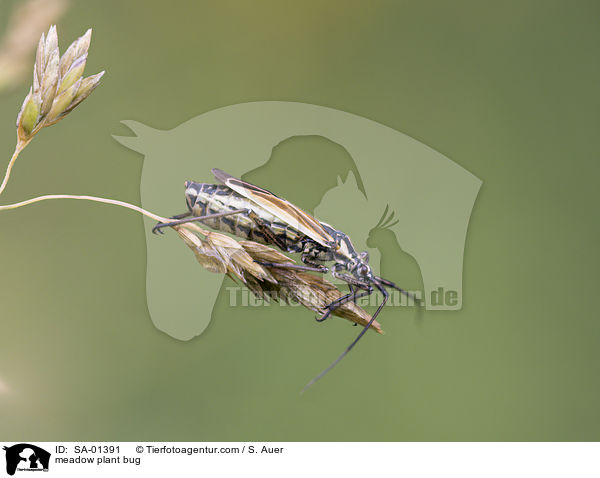 Langhaarige Dolchwanze / meadow plant bug / SA-01391