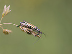 meadow plant bug