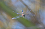 migrant hawker