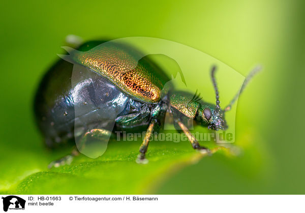 Minzeblattkfer / mint beetle / HB-01663