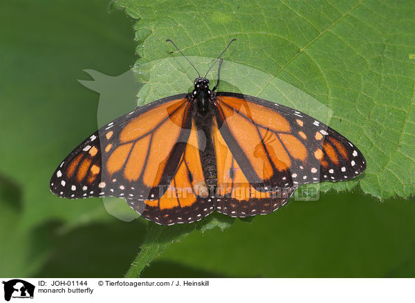 monarch butterfly / JOH-01144