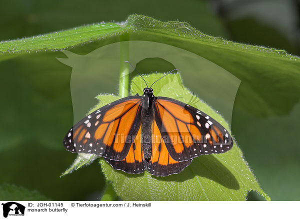 Amerikanischer Monarch / monarch butterfly / JOH-01145