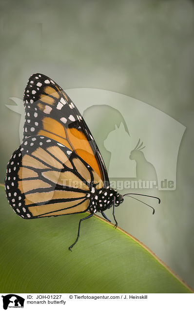 Amerikanischer Monarch / monarch butterfly / JOH-01227