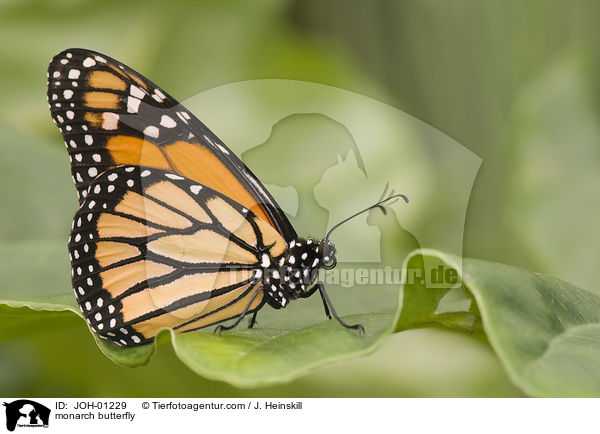 Amerikanischer Monarch / monarch butterfly / JOH-01229