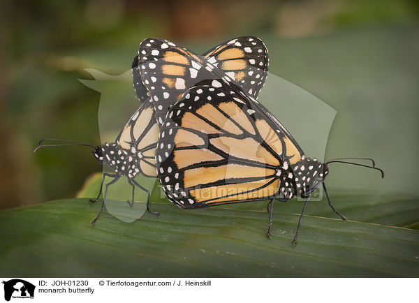 Amerikanischer Monarch / monarch butterfly / JOH-01230