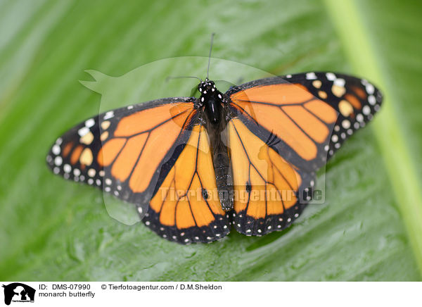 monarch butterfly / DMS-07990
