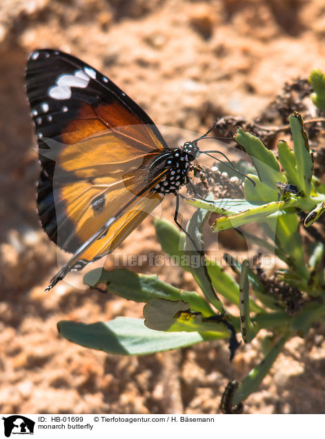 Amerikanischer Monarch / monarch butterfly / HB-01699