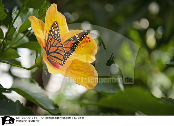 Monarchfalter / Monarch Butterfly / SBA-01061