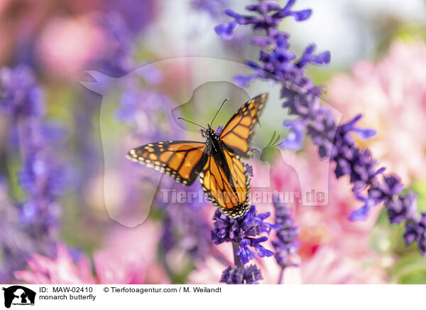 Monarchfalter / monarch butterfly / MAW-02410