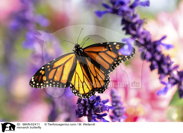 Monarchfalter / monarch butterfly / MAW-02411