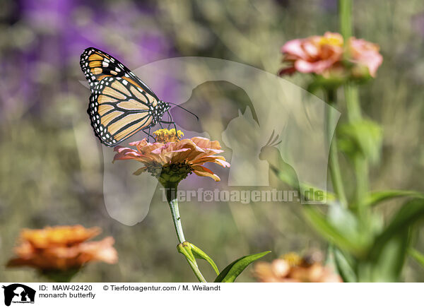 Monarchfalter / monarch butterfly / MAW-02420
