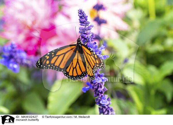 Monarchfalter / monarch butterfly / MAW-02427