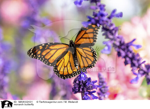 Monarchfalter / monarch butterfly / MAW-02431