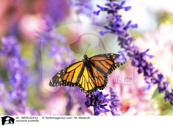 Monarchfalter / monarch butterfly / MAW-02433