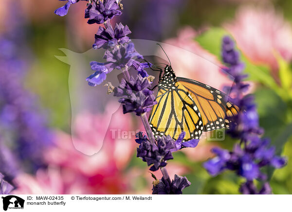 Monarchfalter / monarch butterfly / MAW-02435