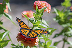 monarch butterfly