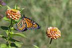 monarch butterfly