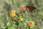 monarch butterfly