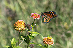 monarch butterfly