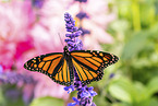 monarch butterfly