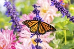 monarch butterfly
