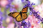 monarch butterfly