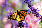monarch butterfly