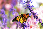 monarch butterfly