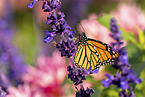 monarch butterfly