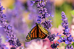 monarch butterfly