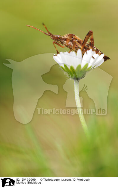 Graue Gartenwanze / Mottled Shieldbug / DV-02969