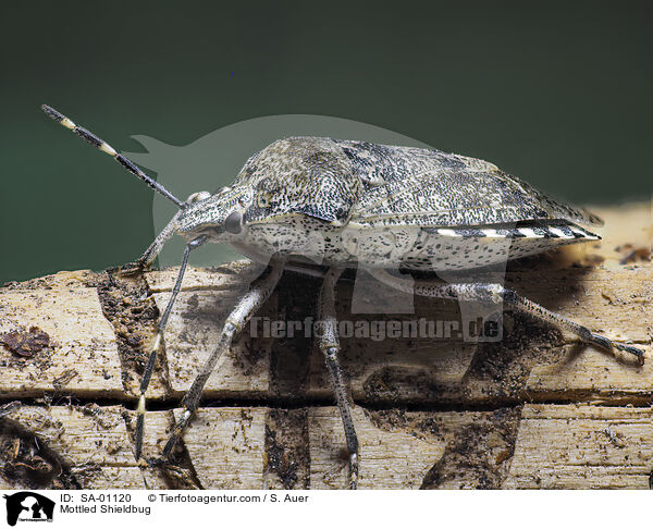 Graue Gartenwanze / Mottled Shieldbug / SA-01120